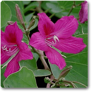 Bauhinia orchid lily (Pink) - Plant