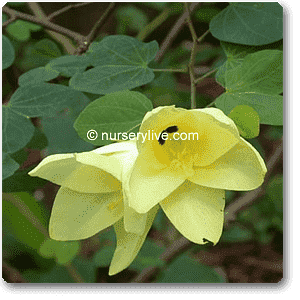 Bauhinia Tomentosa, Yellow Bauhinia - Plant