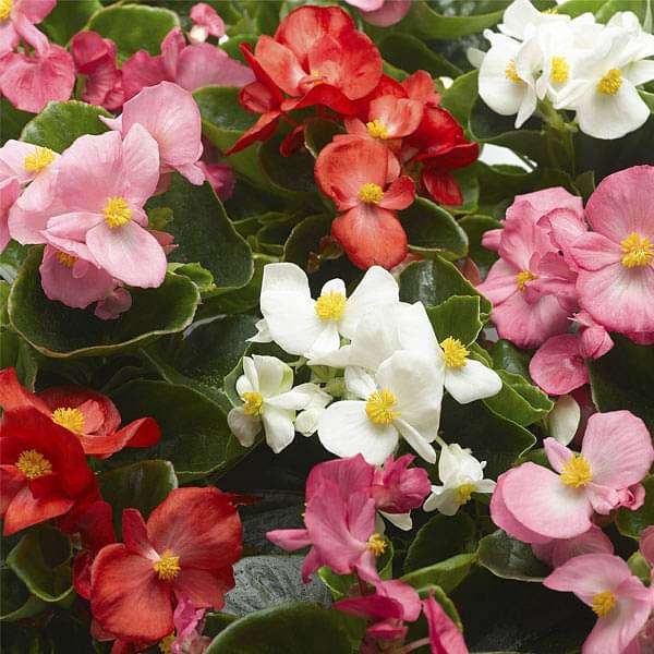 Begonia (Any Color) - Plant