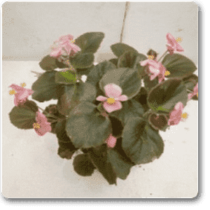 Begonia (Pink Flower with Dark Green Leaves) - Plant