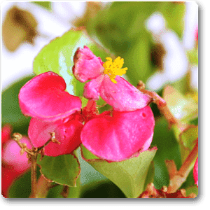 Begonia (Pink) - Plant
