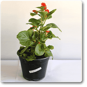 Begonia (Red) - Plant