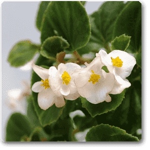 Begonia (White) - Plant