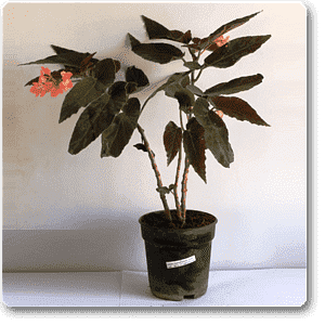 Begonia (With Long Leaves) - Plant