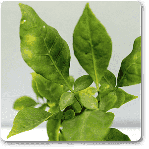 Bel Tree, Bilva Patra, Bel Patra ( Grown through seeds ) - Plant