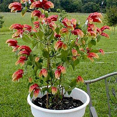 Beleperone Guttata - Plant