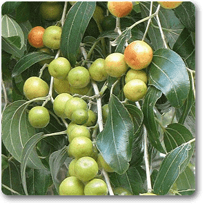 Ber Fruit, Ziziphus mauritiana (Grafted) - Plant