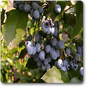 Berberis aquifolium - Plant