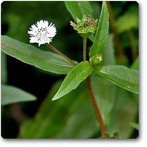 Bhringraj Plant, Eclipta alba - Plant