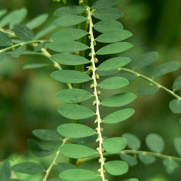 Bhuiamla, Phyllanthus niruri - Plant