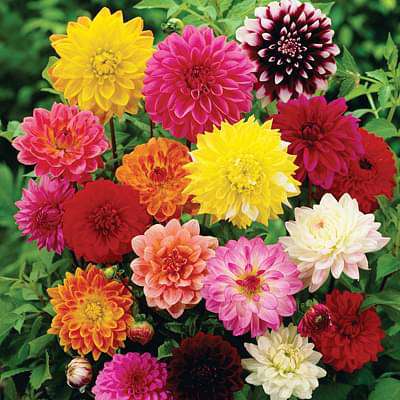 Big Dahlia (Any Color) - Plant