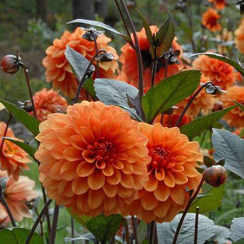 Big Dahlia (Orange) - Plant