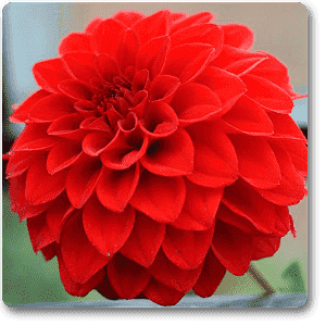 Big Dahlia ( Red ) - Plant