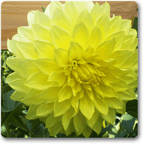 Big Dahlia (Yellow) - Plant