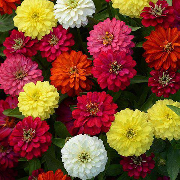 Big Zinnia (Any Color) - Plant