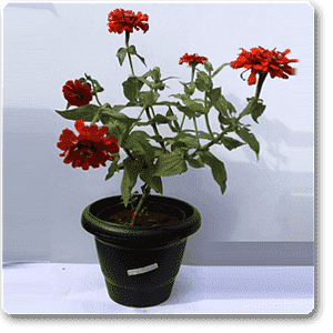 Big Zinnia (Orange) - Plant