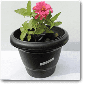 Big Zinnia (Pink) - Plant