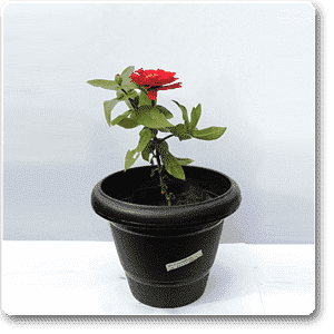 Big Zinnia (Red) - Plant