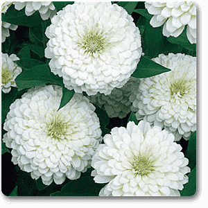 Big Zinnia (White) - Plant