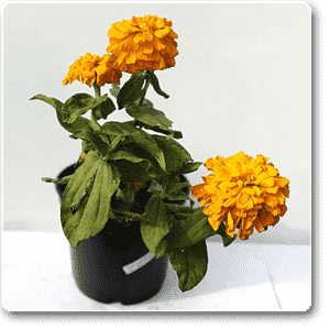 Big Zinnia (Yellow) - Plant
