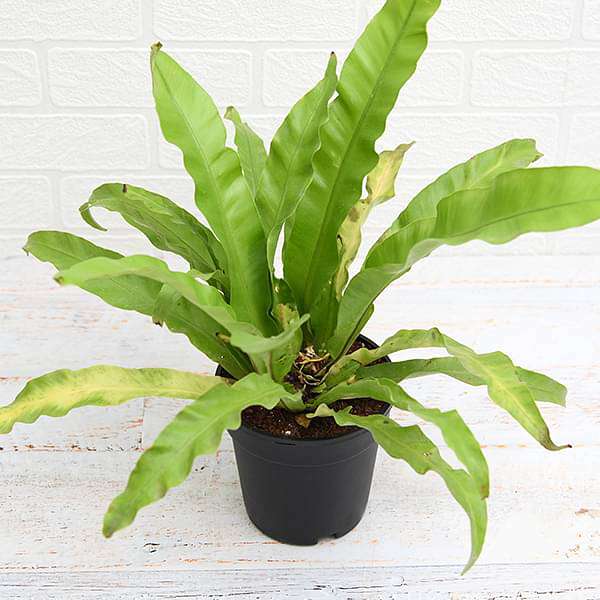 Bird Nest Fern, Asplenium nidus - Plant