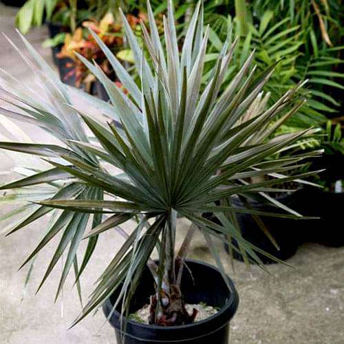 Bismarckia Palm - Plant
