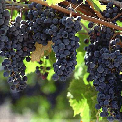 Black grapes, Kala angoor (Grafted) - Plant