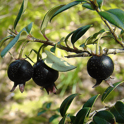 Black Guava, Amrud - Plant