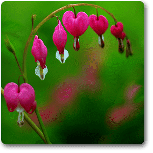 Bleeding Heart Plant, Lamprocapnos spectabilis - Plant
