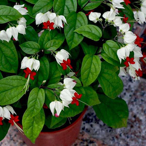 Bleeding Heart Vine, Clerodendrum thomsoniae - Plant