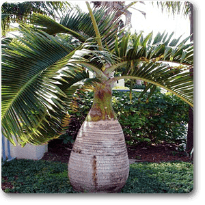 Bottle Palm with Trunk - Plant