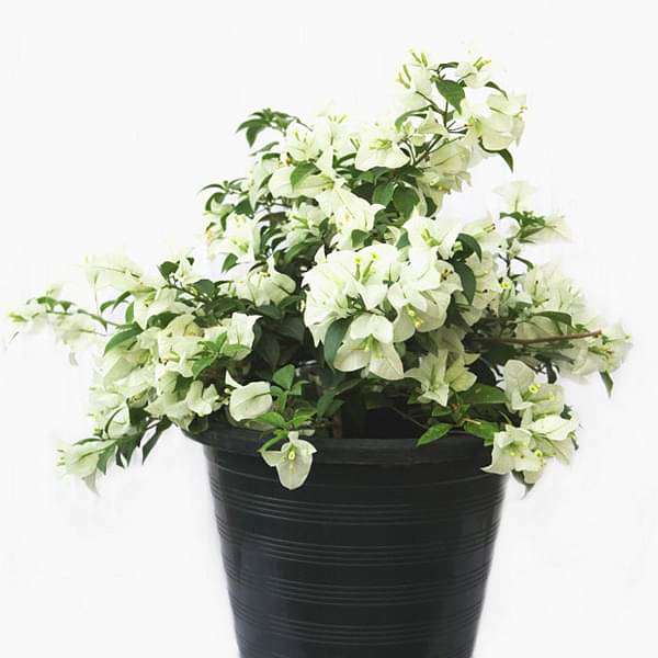 Bougainvillea (Any Color) - Plant