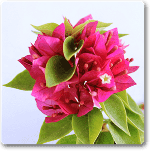 Bougainvillea Dwarf (Pink) - Plant
