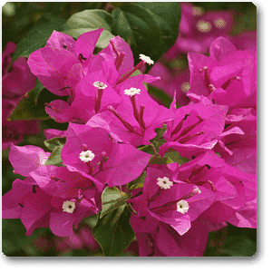 Bougainvillea (Pink) - Plant