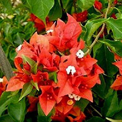 Bougainvillea (Red) - Plant