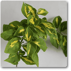 Bougainvillea Variegated (Pink and White Flower) - Plant