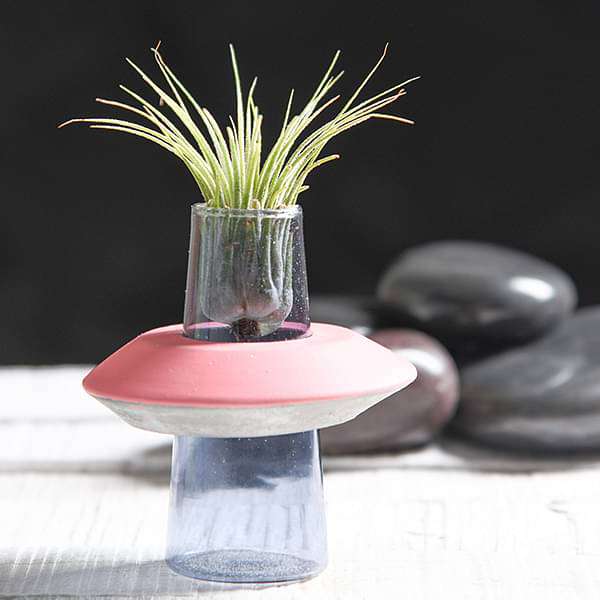 Bound By Love - Air Plant