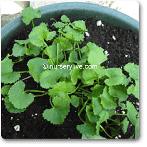 Brahmi, Gotu Kola, Centella asiatica - Plant