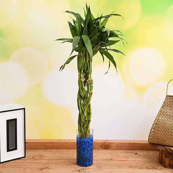 Braided Arrangement Lucky Bamboo in a Glass Vase with Pebbles