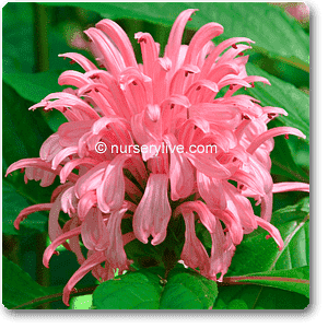 Brazilian plume, Jacobina (Pink) - Plant