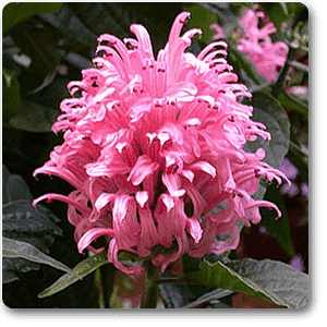 Brazilian plume (Pink) - Plant