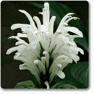 Brazilian plume (White) - Plant