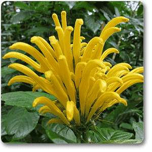 Brazilian plume (Yellow) - Plant
