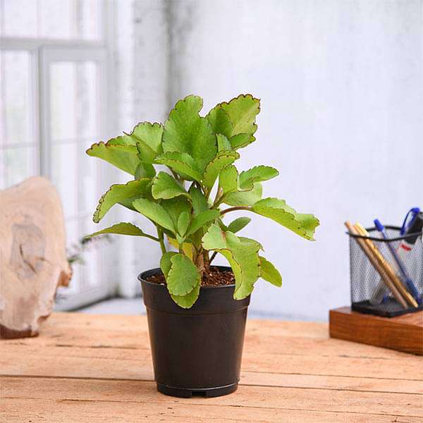 Bryophyllum, Panfuti - Plant