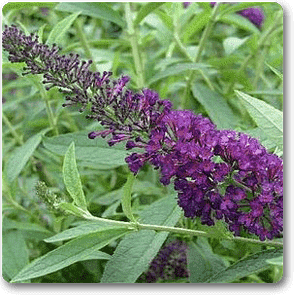 Buddleia, Butterfly Bush - Plant