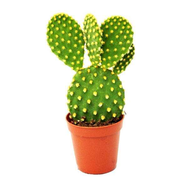 Bunny Ear Cactus, Opuntia microdasys - Cactus Plant