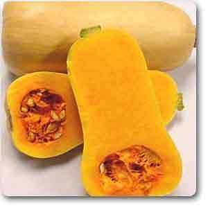 Butternut - Plant