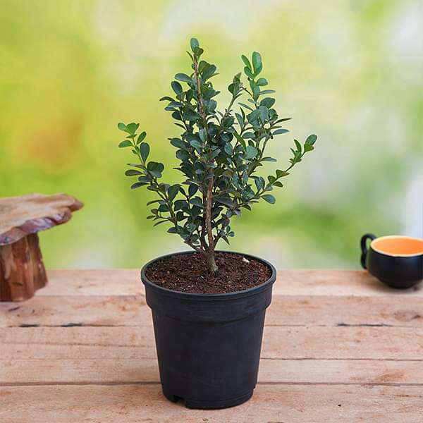 Buxus Microphylla Japonica - Plant