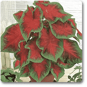 Caladium hortulanum - Plant