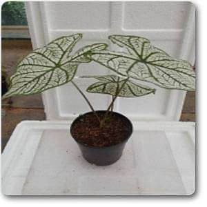 Caladium Hybrid ( White ) - Plant